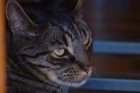 Pet cat Free photos