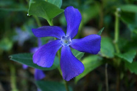 Ground cover flower violet photo