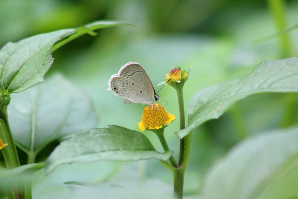 Plant leaf green