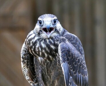 Nature plumage bird of prey