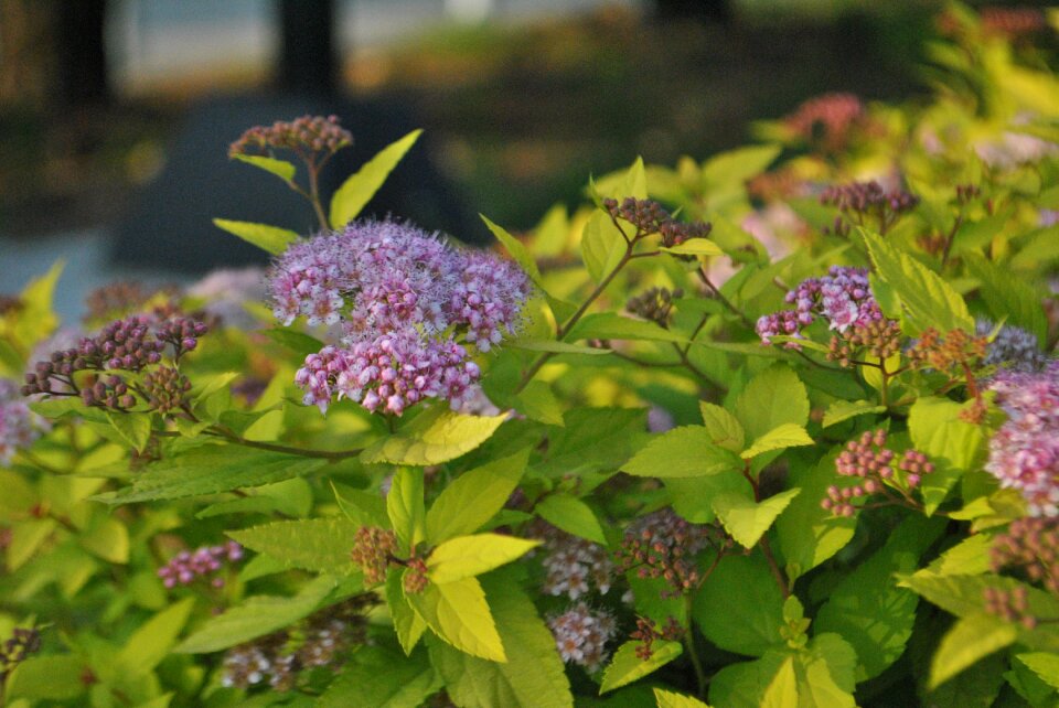 Leaf little flower plants