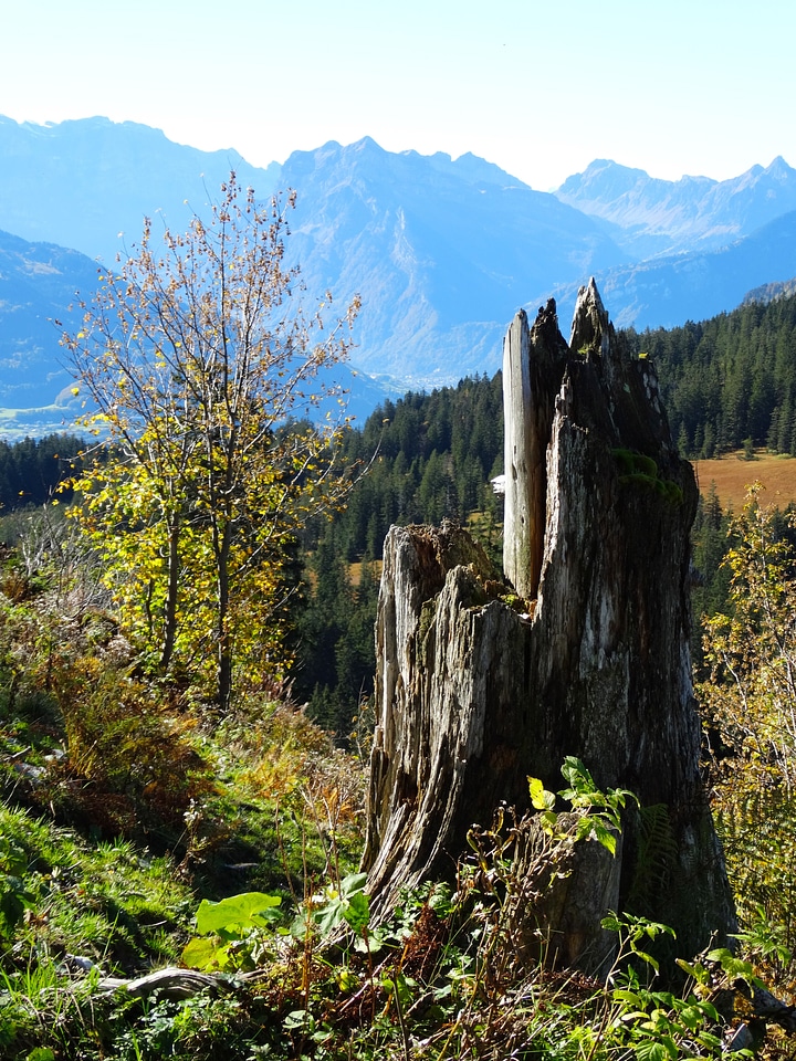 Dead plant mountain fauna foresight