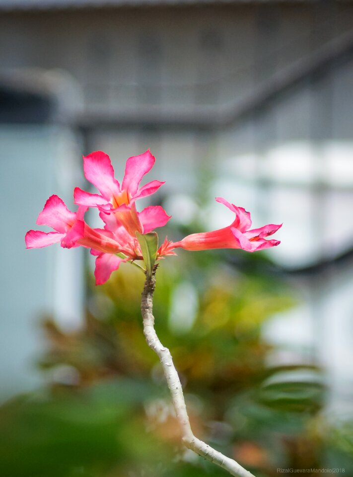 The beauty of the flower blooming flower plants