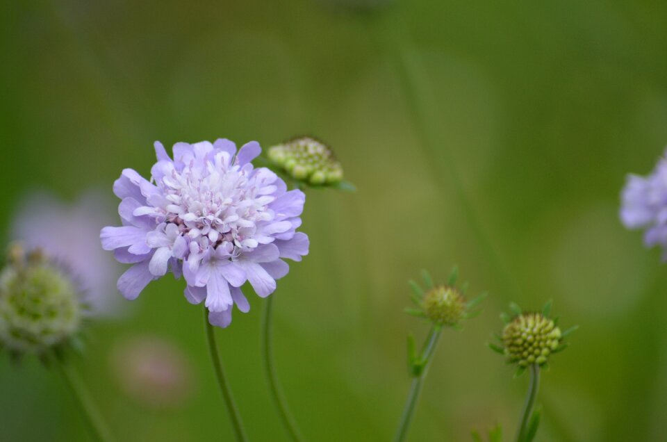 Nature plant close up photo