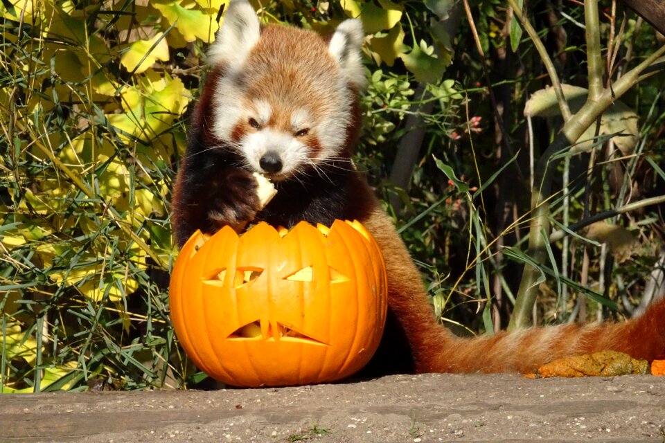 Halloween pumpkin autumn