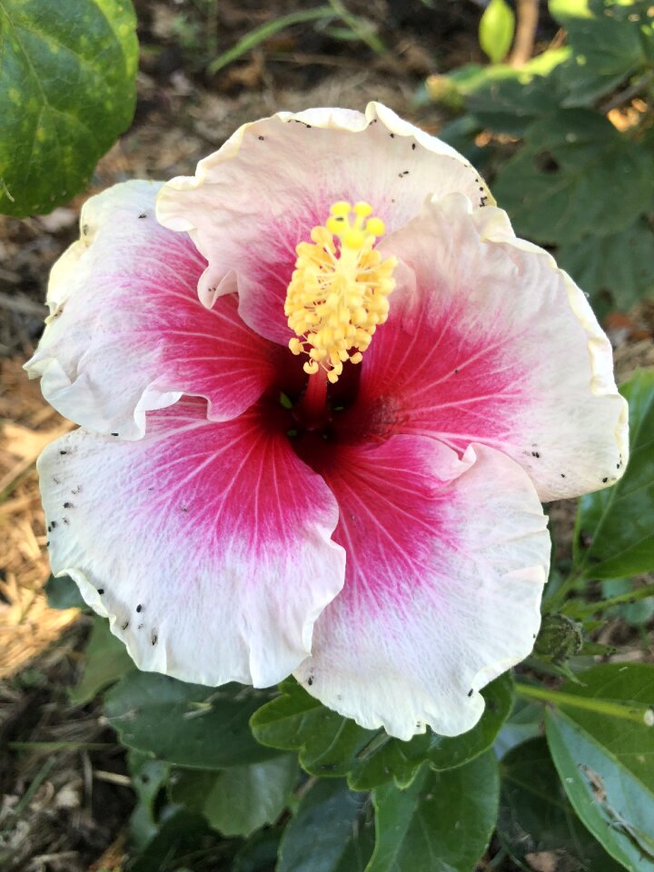 Flower nature green