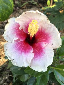 Flower nature green