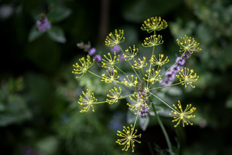 Spice dill blossom close up