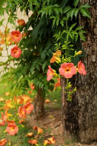 Nature plants blossom