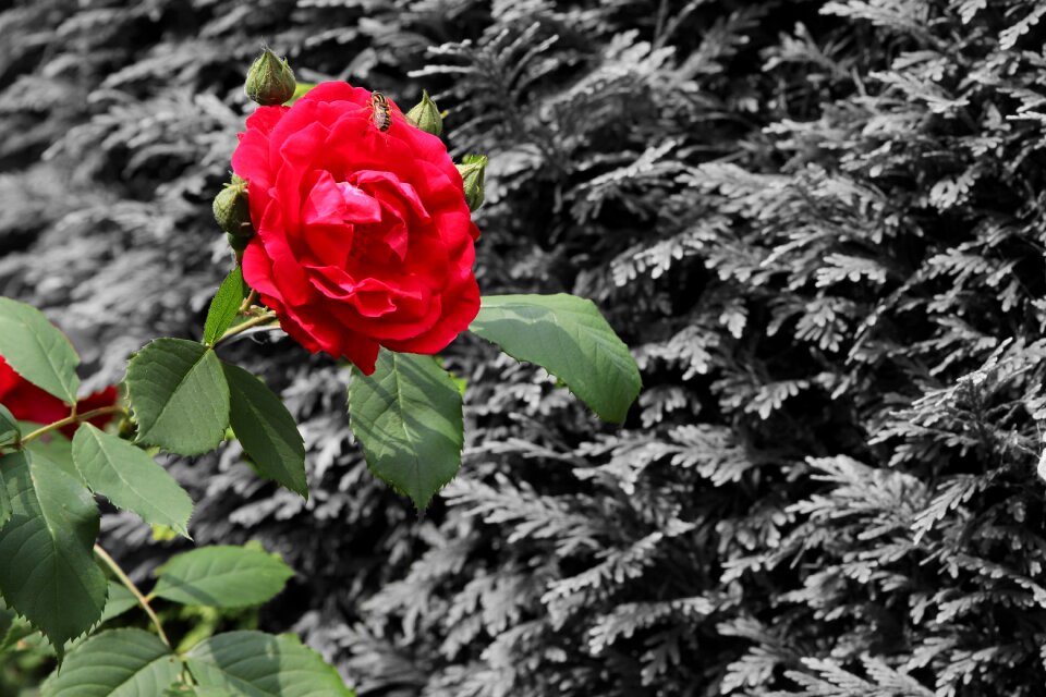 Bloom nature garden