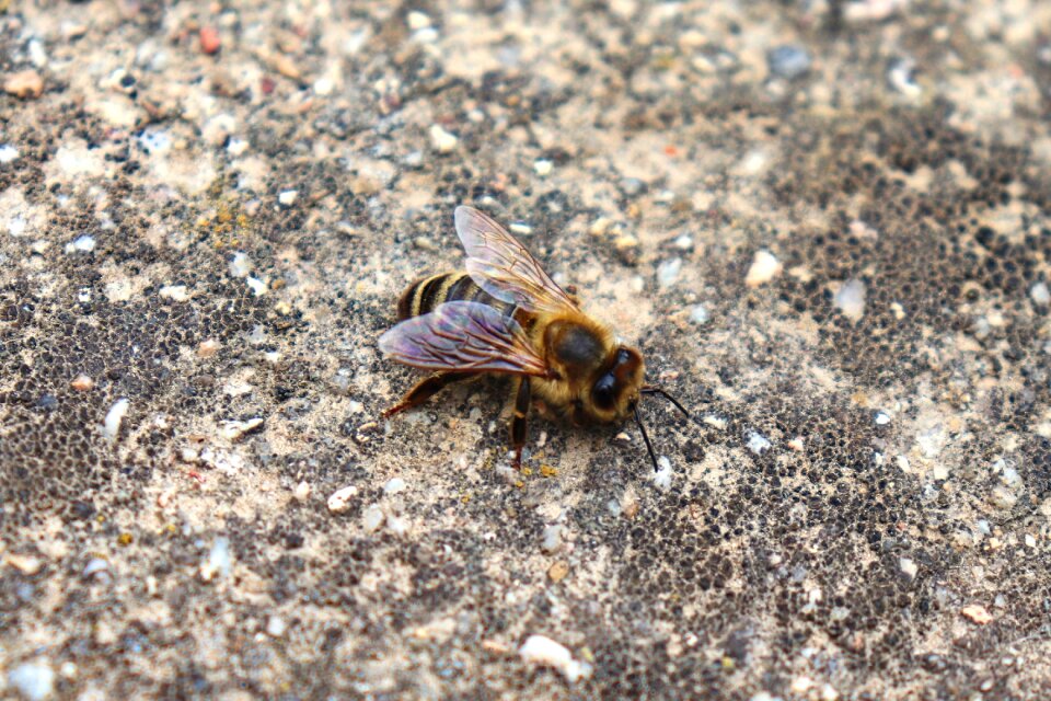 Macro animal nature