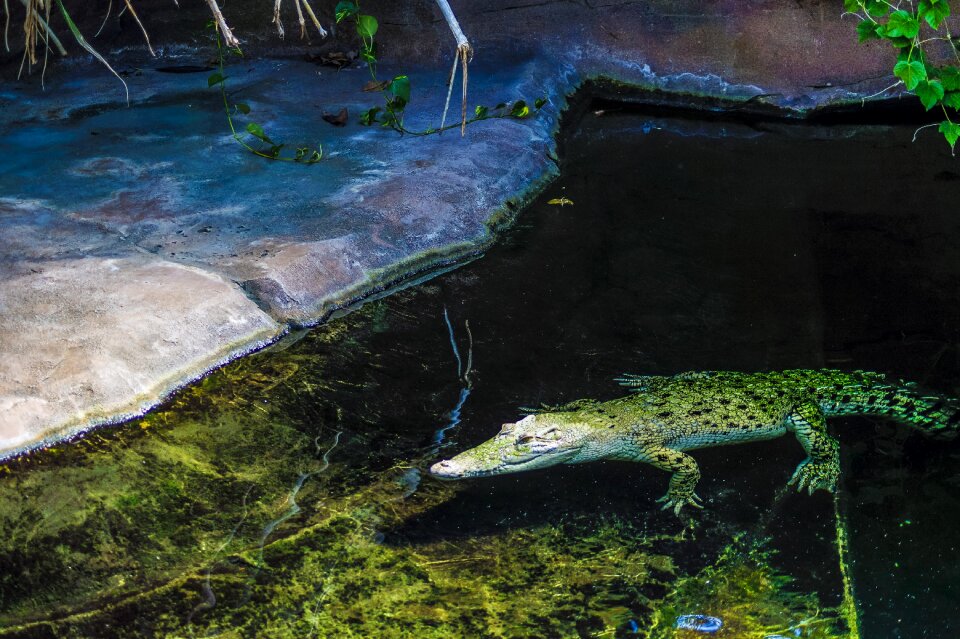 Alligator predator lizard