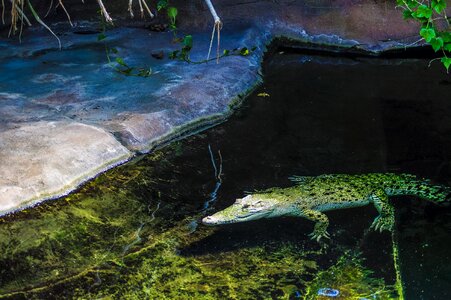 Alligator predator lizard photo