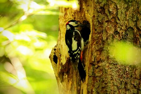 Log woodpecker feeding