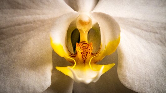 Flower close up macro photo