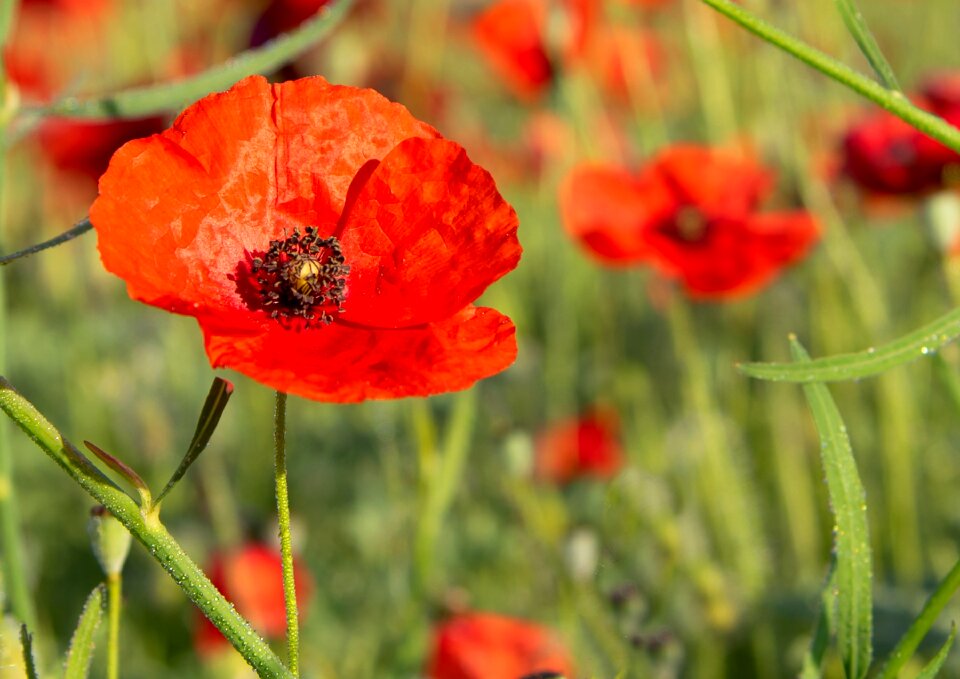 Red flower spring
