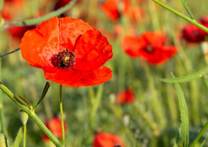 Red flower spring