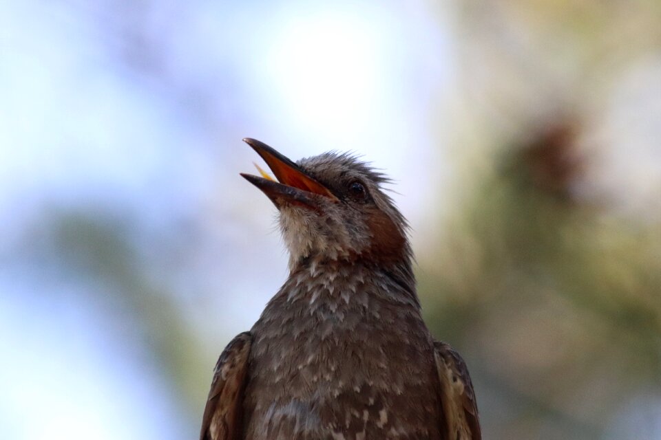 Passerine park birds