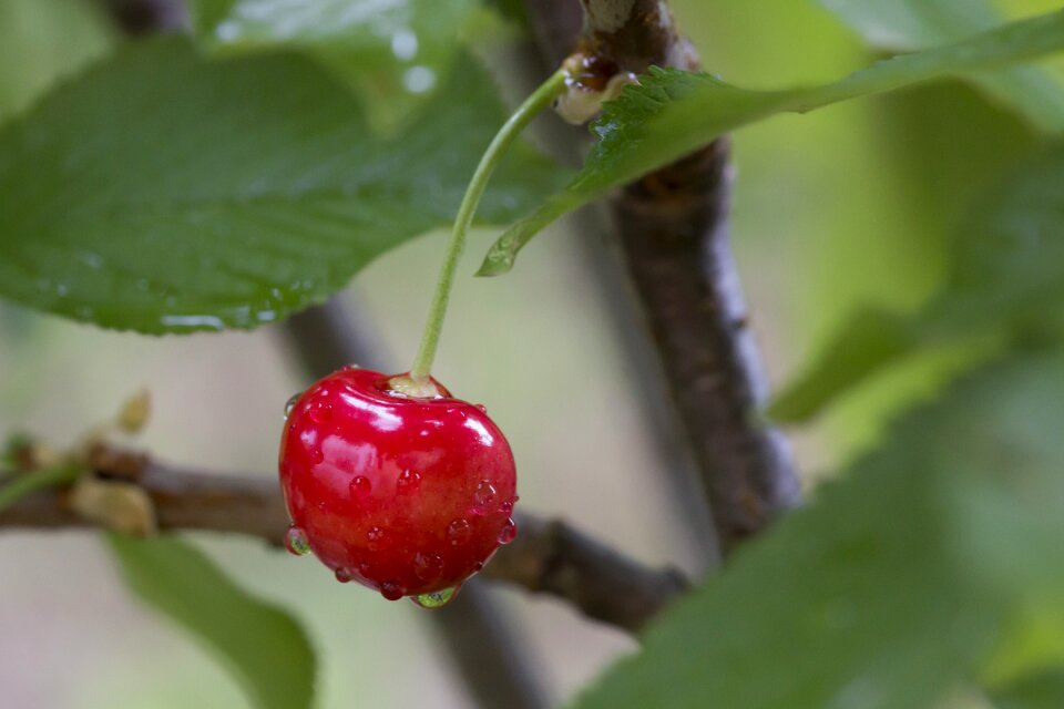 Cherries freshness goodness