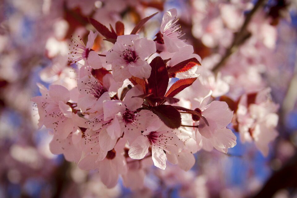 Plum spring living nature