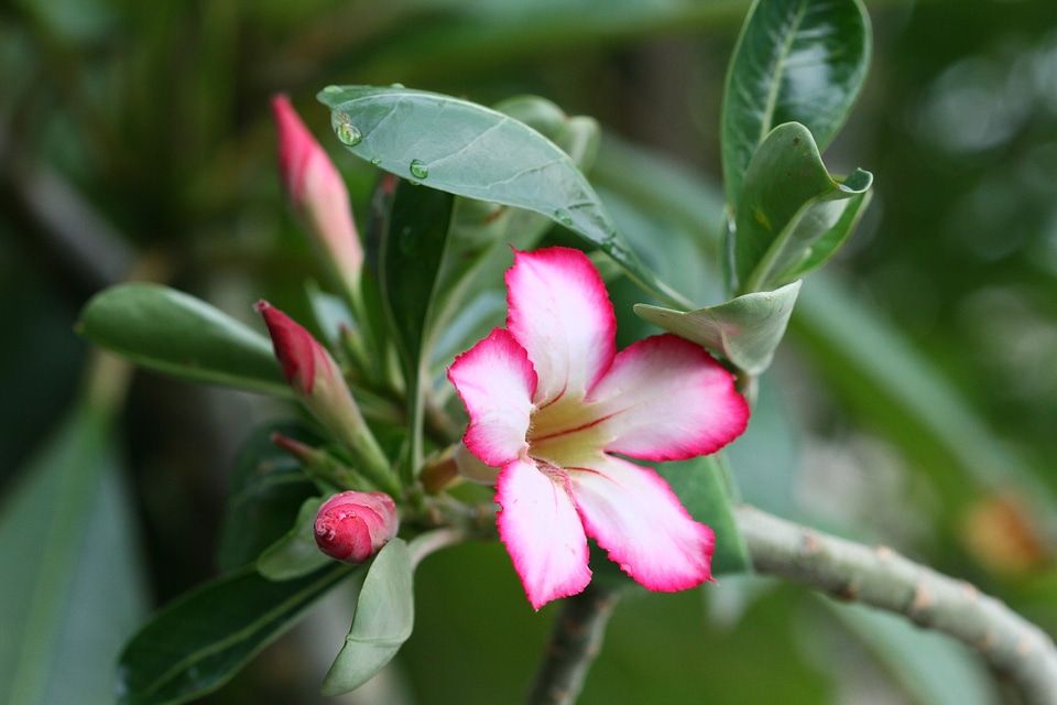 Blossom flora floral