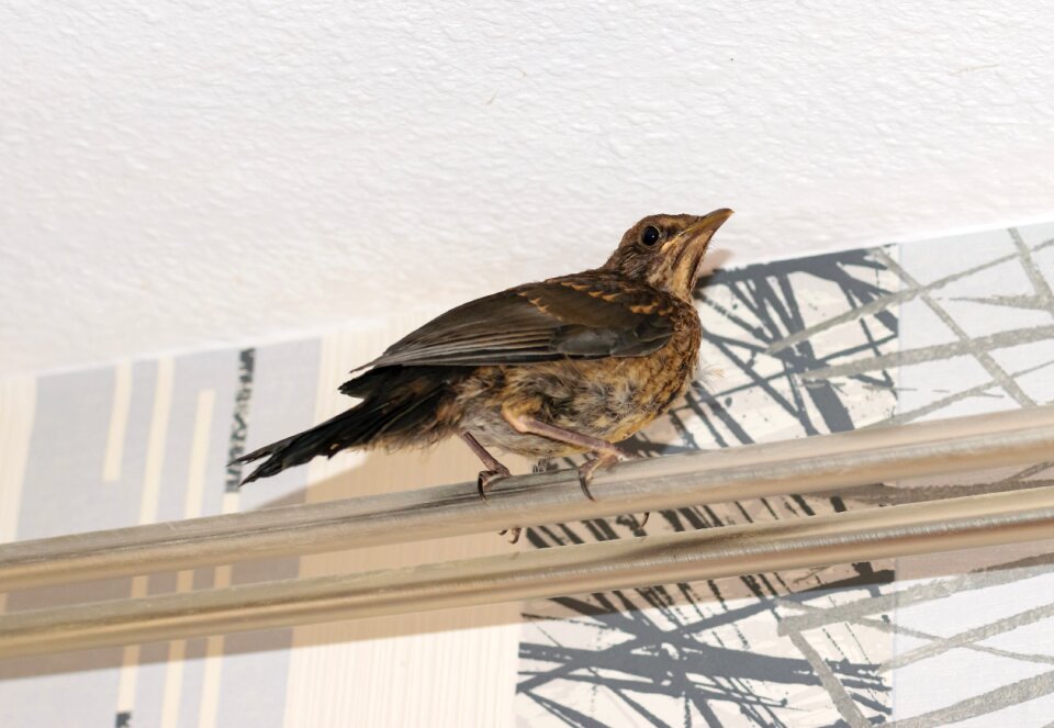 Star small bird songbird