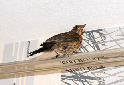 Star small bird songbird