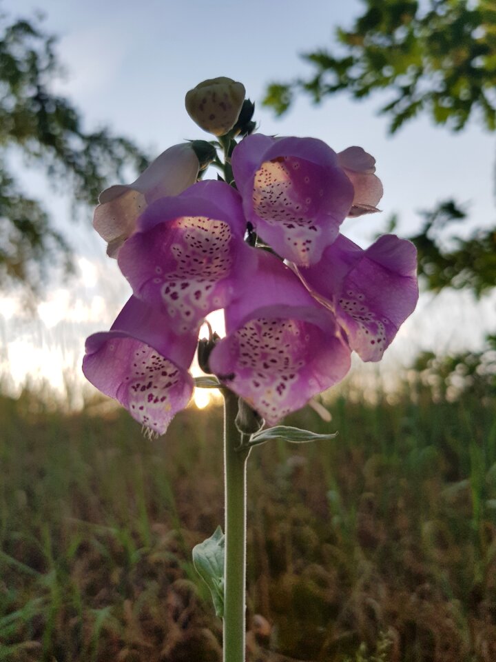 In the free summer growth