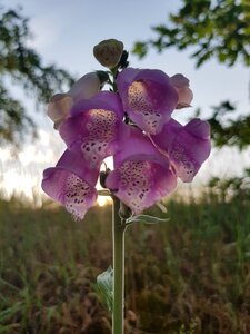In the free summer growth