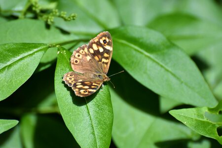 Butterfly nature insect Free photos