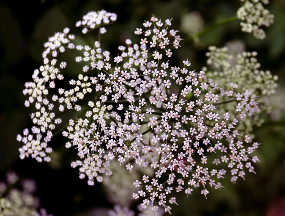 Plant nature white
