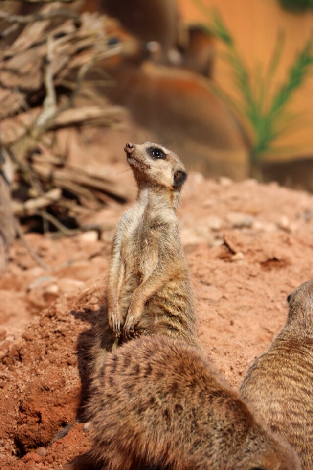 Zoo animal mammal
