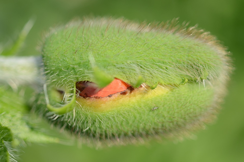 Buds orange flower