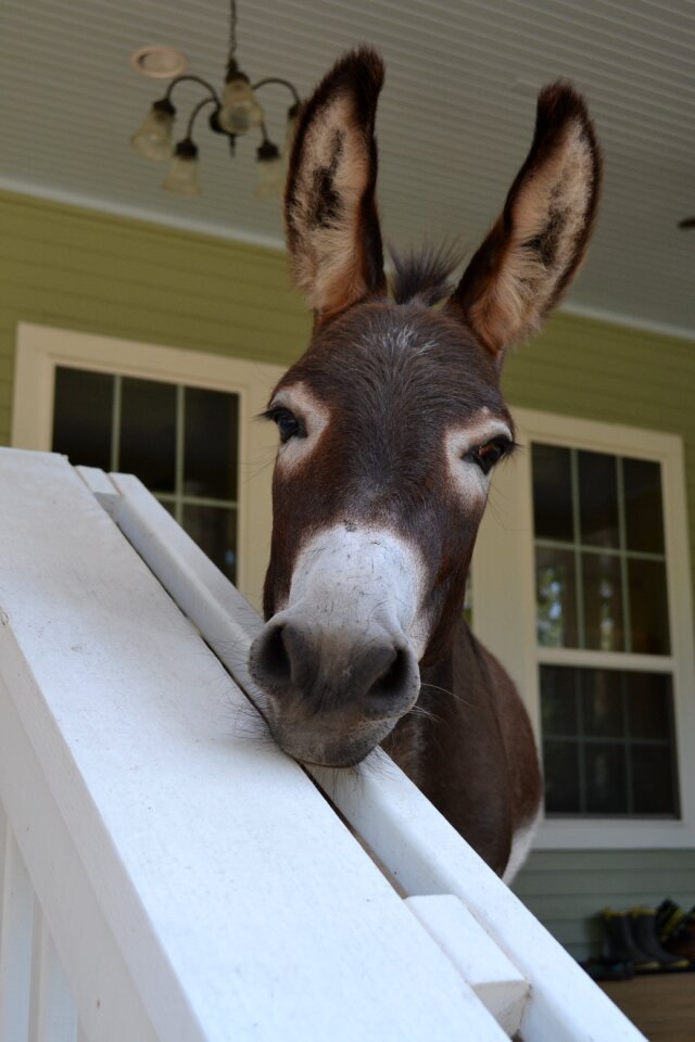 Cute looking big ears