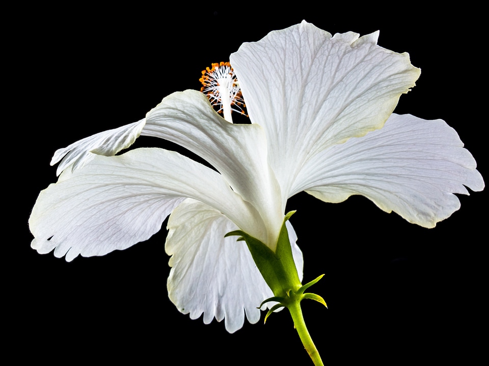 Flower white marshmallow