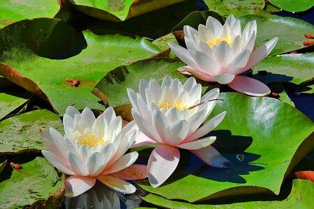 Water lilies the beauty of nature flower water