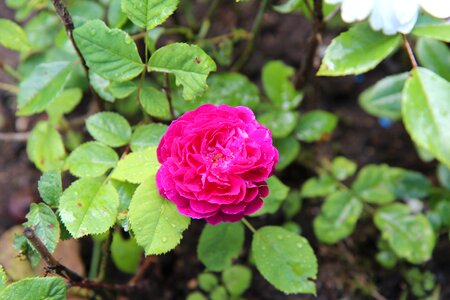 Old rose red rose rosebush