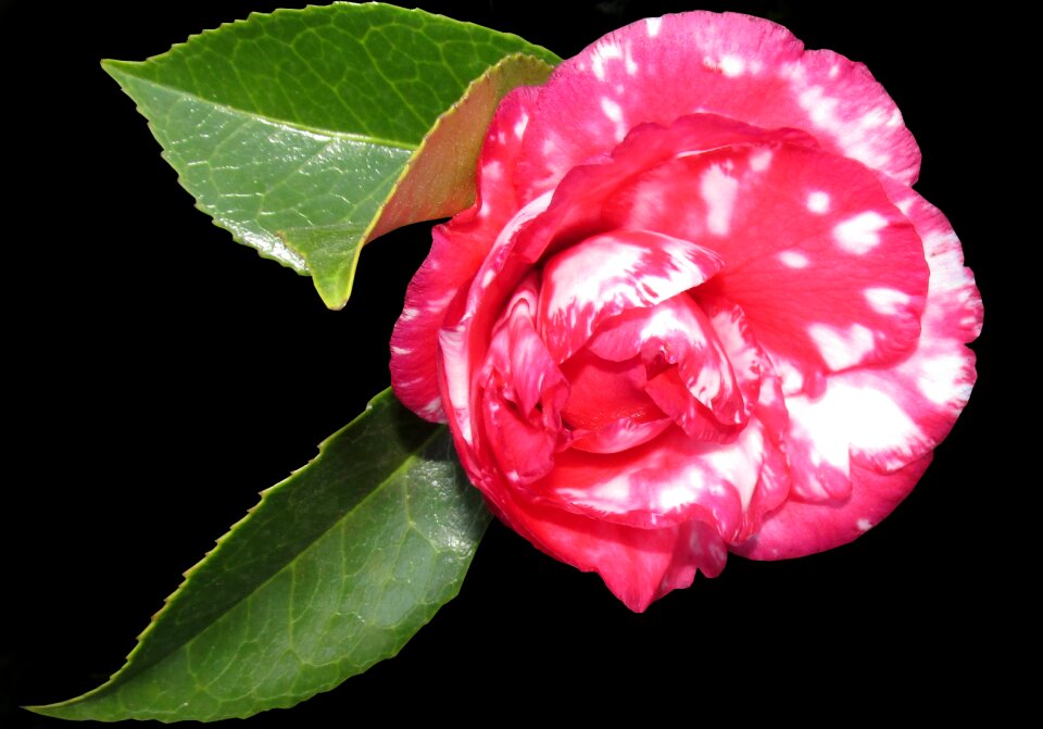 Garden winter bloom