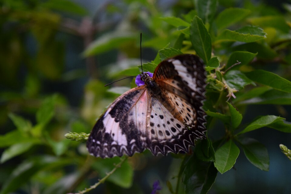Butterfly garden Free photos