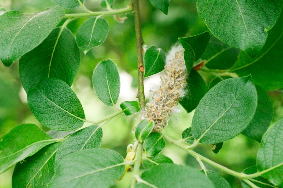 Leaf growth spring