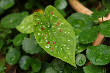 Plant green natural