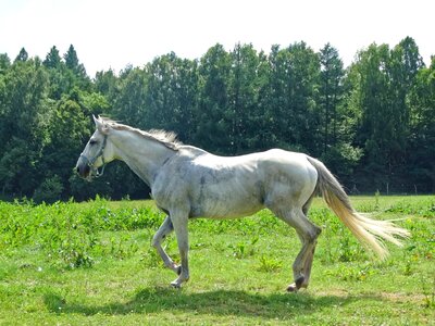 Animal horse total photo