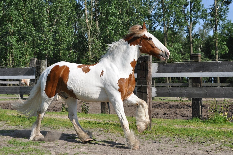 Horses animal stallion