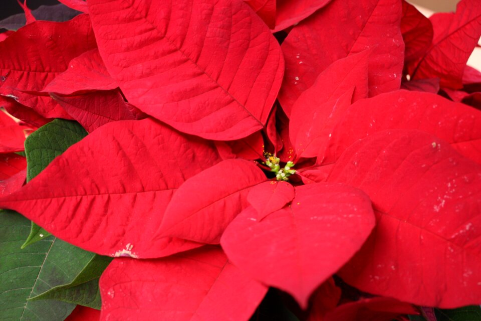 Christmas poinsettia Free photos