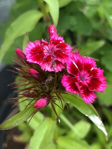 Nature botany flower