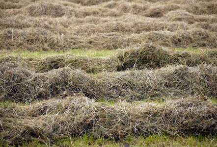 Meadow cattle feed dried grass photo