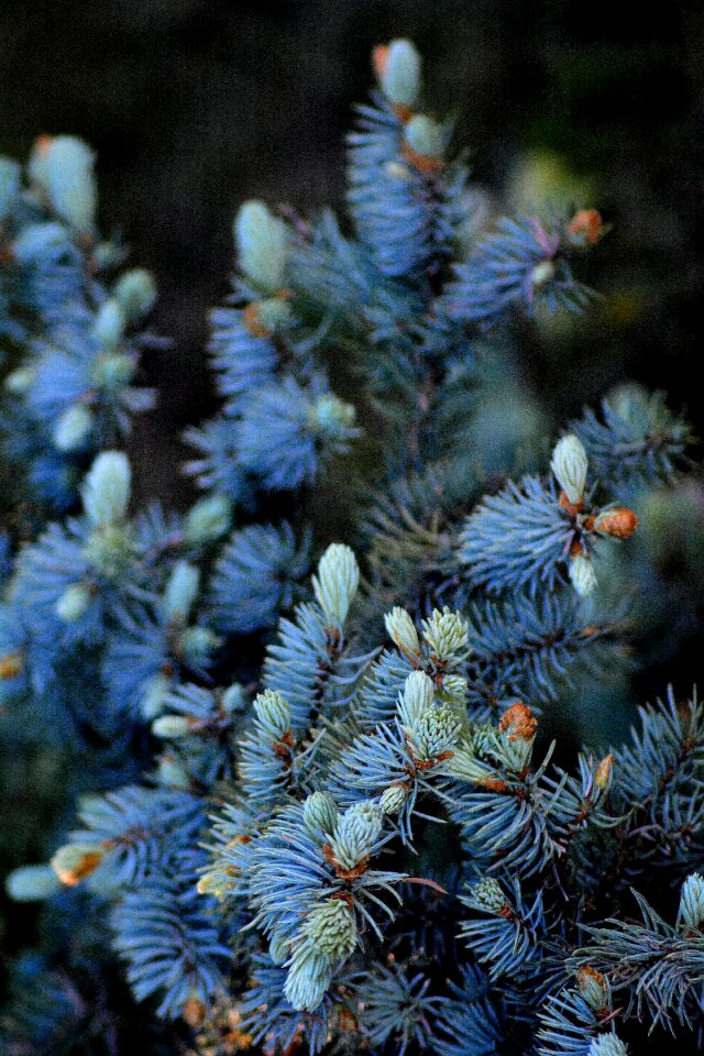Spruce blue update photo