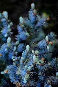 Spruce blue update