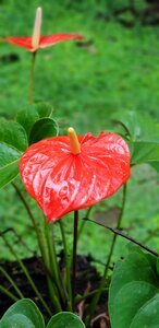 Campestre jungle ecuador
