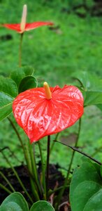 Campestre jungle ecuador photo